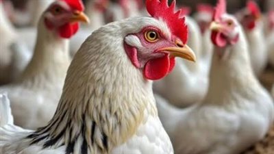 الحكومة تكثف جهودها لضبط أسعار اللحوم والدواجن قبل عيد الأضحى