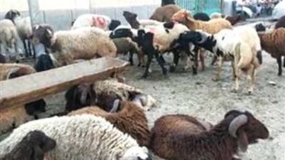 أهالي شارع 56 العيسوي يستغيثون: «خرفان وشادر» يعطلان الحركة وينشران روائح كريهة