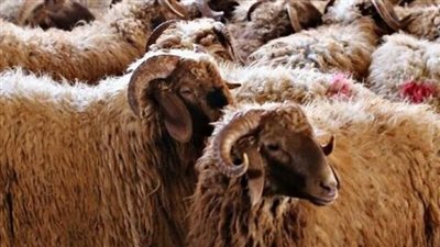 وزارة الأوقاف: ضغط في الإقبال على صكوك الأضاحي ثقة فينا