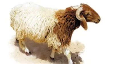 ما هو الوقت الأفضل لذبح الأضحية؟ دار الإفتاء المصرية تحسم الجدل الفقهي
