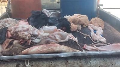 حملات مكثفة لضبط الأسواق بالإسكندرية قبل عيد الأضحى.. سقوط بؤرة لذبح الحيوانات النافقة والمريضة