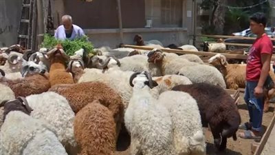 محافظ القاهرة يحذر: غرامة 10 آلاف جنيه لذبح الأضاحي في الشوارع