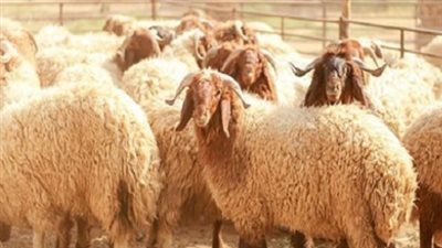 خطوات الحصول على تصريح ذبح الأضاحي في الأحساء عبر منصة 