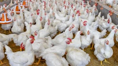 تحديث بورصة الدواجن: هبوط مفاجئ في سعر الفراخ الساسو وثبات البيضاء والبيض اليوم