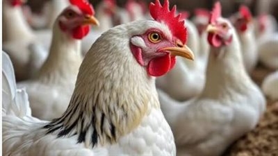 أسعار الدواجن الثلاثاء 2-6-2026: كيلو الفراخ البيضاء يواصل استقراره
