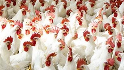 تعرف على سعر كيلو البانيه والبيض اليوم الثلاثاء في مصر