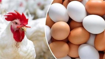 استقرار أسعار الفراخ البيضاء في الأسواق المصرية