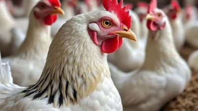 بورصة الدواجن اليوم: تفاصيل أسعار الفراخ البيضاء والبلدي والساسو في كافة المحافظات