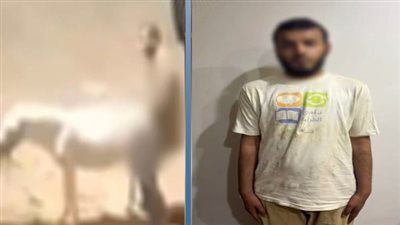 حبس المتهم عام.. حمار القليوبية يقود شاب للتخشيبة