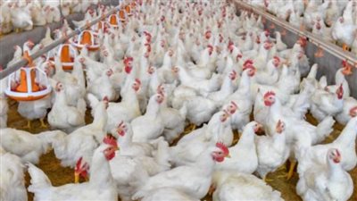 الهرمونات ليست السبب.. خبير تغذية يحسم الجدل حول تسمين الدواجن ويكشف الطريقة الصحية لتناولها