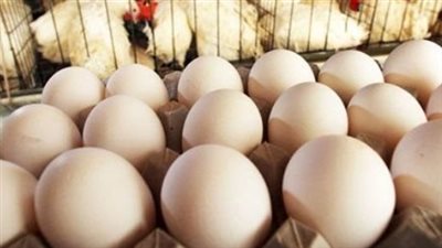 تعرف على أسعار الفراخ البيضاء والبلدي في المزارع وللمستهلك اليوم
