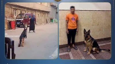 الأمن يكشف واقعة مهاجمة سيدة بكلب في البحيرة.. وضبط المتهم وإيداع الحيوان لدى جهة بيطرية