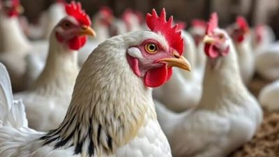 تقرير الأسواق: تعرف على سعر البانيه وكرتونة البيض في التعاملات اليومية