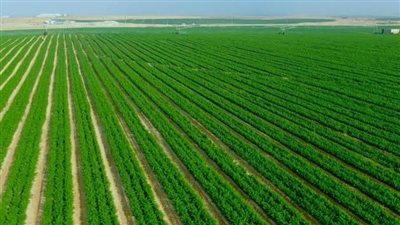 الزراعة تستعرض حصاد الأسبوع.. 500 مليون جنيه للبتلو و763 ترخيصًا جديدًا