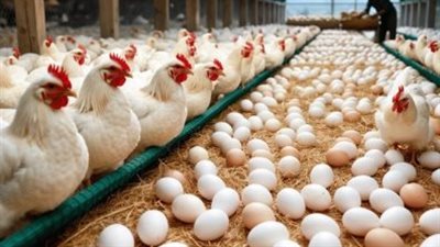 مؤشرات سوق الدواجن: استقرار في الأسعار وتوفر المعروض