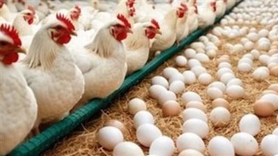 دليل أسعار الدواجن اليوم السبت: الفراخ البيضاء تسجل 58 جنيهاً في المزارع