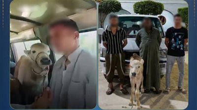 الداخلية تكشف حقيقة فيديو تحميل رأس ماشية داخل ميكروباص بالبحيرة.. 