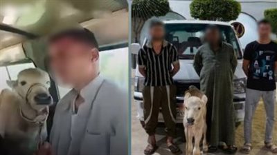 الداخلية تكشف ملابسات فيديو تحميل رأس ماشية داخل ميكروباص