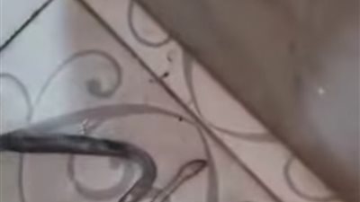 خروج ثعبان من ماسورة حمام بشبرا الخيمة يثير الجدل.. وخبير يكشف حقيقة الواقعة