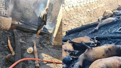 حريق هائل يلتهم حوش مواشي في أسيوط.. نفوق 20رأسًا من الأغنام والماشية 