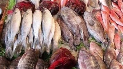 أسعار الأسماك اليوم الاثنين 20 يوليو 2026: خريطة شاملة لأسعار البلطي والجمبري في الأسواق