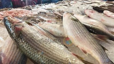 مفاجآت أسعار الجمبري اليوم: الجمبري الممتاز يصل إلى 900 جنيه والأنواع الصغيرة بـ 400 جنيه
