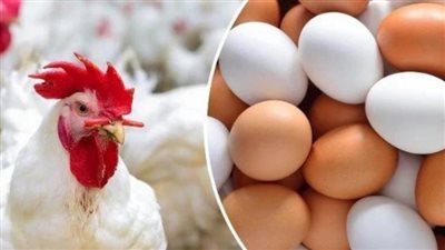 استقرار أسعار الفراخ البيضاء والدواجن في بورصة الدواجن اليوم الثلاثاء 21 يوليو 2026