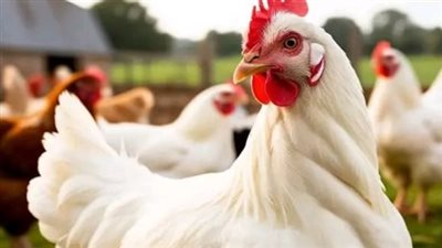 تحديثات أسعار كيلو الفراخ البيضاء والساسو والبانية في الأسواق المصرية بمنتصف التعاملات
