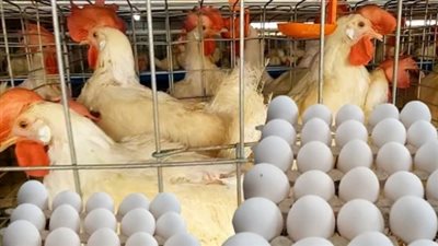 بورصة الدواجن اليوم.. أسعار الفراخ البيضاء والساسو والبيض الثلاثاء 28 يوليو