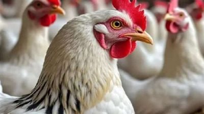 سعر كرتونة البيض اليوم في الأسواق.. آخر تحديث الثلاثاء
