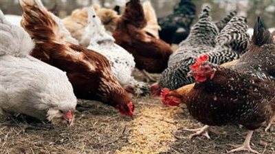 أسعار الدواجن والبيض اليوم 28 يوليو 2026.. أحدث قائمة أسعار