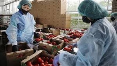 الفواكه والخضراوات تتصدر الصادرات المصرية.. 105 آلاف طن من الموالح والفراولة