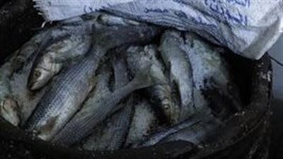 بيطري الشرقية يضبط 4 طن أسماك مدخنة و مجمدة بمراكز المحافظة