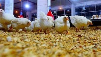 فى بورصة الدواجن اليوم:استقرار فى أسعار الدواجن ب٨٥جنيها