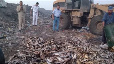  إعدام 6 طن أسماك غير صالحة للإستهلاك الآدمى بفوه   كفر الشيخ 