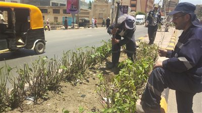  زراعة 327 ألف شجرة بمحافظه كفرالشيخ  