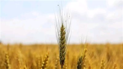 هيئة السلع التموينية بمصر تسعى لشراء زيوت نباتية في ممارسة