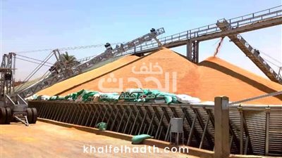 تواصل استقبال القمح وتوريد 417 ألف طن لشون وصوامع المنيا 