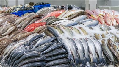 بكام كيلو البلطي؟ تعرف على أسعار الأسماك اليوم الجمعة 11 أكتوبر 2024
