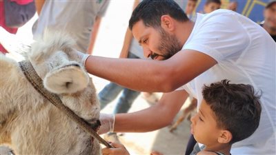 تحصين 1840 رأس ماشية ضد مرضي الحمي القلاعية والوادي المتصدع في الفيوم