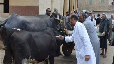 غدًا .. انطلاق الحملة القومية لتحصين الماشية ضد الحمى القلاعية بقنا