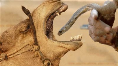 لماذا تطعم العرب الجمال أفاعي سامة ؟