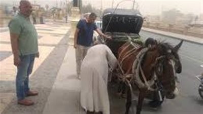 محافظ الأقصر: 500 بامبرز لدعم أصحاب الحنطور ومحاسبة المخالفين
