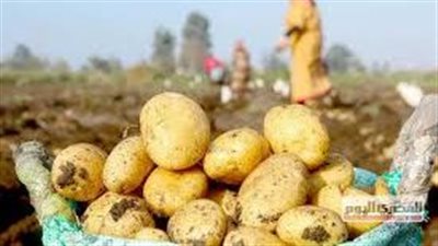 نقيب الفلاحين سنصدر البطاطس لارتباطنا بعقود مع دول أخرى