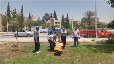 مدينة الشروق يعلن بدء زراعة 3500 شجره مُثمرة بعدة أحياء ومناطق بالمدينة