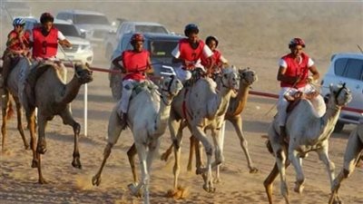 انطلاق سباق الهجن بالعلمين بمشاركة٥٠جملا  