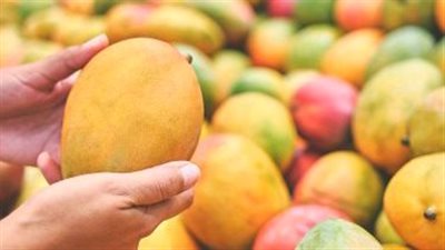 أسعار المانجو في الأسواق بعد موسم الحصاد تبدأ من 12 جنيهًا