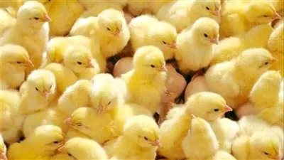شعبة الدواجن .. استقرار سعر الكتكوت في السوق