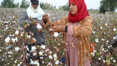 ملامح منظومة تداول الأقطان للموسم الجديد
