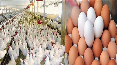 100 جنيه للفراخ البيضاء و225 للبانيه.. أسعار الدواجن والبيض اليوم 5 أبريل 2025